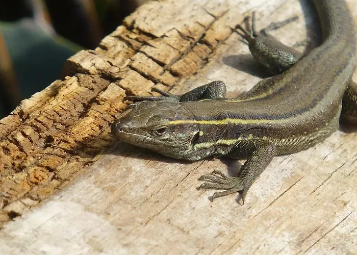 El Tangaro Дом отдыха Эрмигва